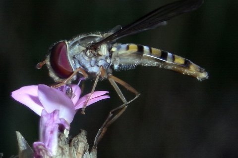 Gemeine Winterschwebfliege | © Leo Weltner / Kreis Nürnberger Entomologen