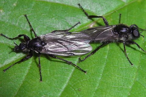Familie der Haarmücken | © Leo Weltner / Kreis Nürnberger Entomologen