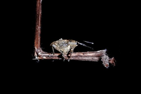 Familie der Rüsselkäfer | &copy; Leo Weltner / Kreis Nürnberger Entomologen