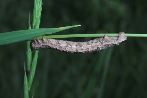 Familie der Spanner Raupe | &copy; Leo Weltner / Kreis Nürnberger Entomologen