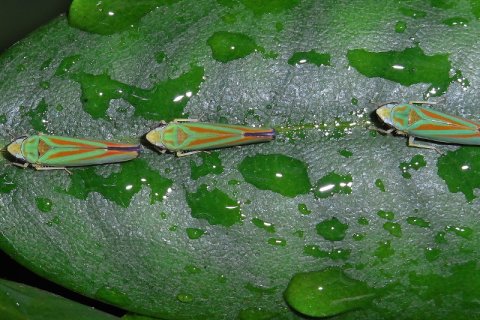 Rhododendronzikade | &copy; Leo Weltner / Kreis Nürnberger Entomologen