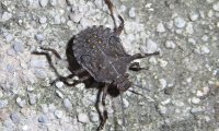Marmorierte Baumwanze Larve | © Leo Weltner / Kreis Nürnberger Entomologen