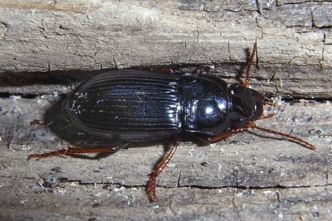 Schwarzer Schnellläufer | © Leo Weltner / Kreis Nürnberger Entomologen