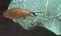 Familie der Taghafte | © Leo Weltner / Kreis Nürnberger Entomologen