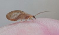 Familie der Taghafte | © Leo Weltner / Kreis Nürnberger Entomologen