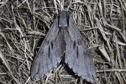 Kiefernschwärmer | © Leo Weltner / Kreis Nürnberger Entomologen