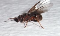 Schwarze Wegameise | © Leo Weltner / Kreis Nürnberger Entomologen