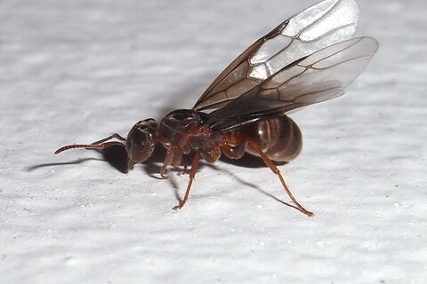 Schwarze Wegameise | &copy; Leo Weltner / Kreis Nürnberger Entomologen