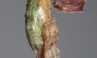 Echte Ohrzikade Larve | © Leo Weltner / Kreis Nürnberger Entomologen