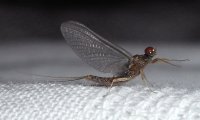 Familie der Eintagsfliegen | © Leo Weltner / Kreis Nürnberger Entomologen