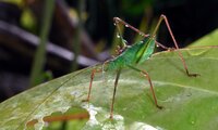 Punktierte Zartschrecke | © Leo Weltner / Kreis Nürnberger Entomologen