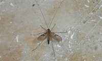 Familie der Langhornmücken | © Leo Weltner / Kreis Nürnberger Entomologen