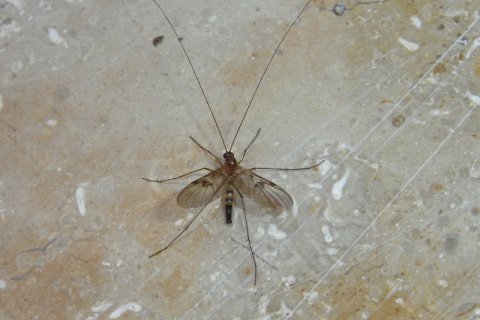 Familie der Langhornmücken | © Leo Weltner / Kreis Nürnberger Entomologen