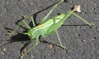 Südliche Eichenschrecke | © Leo Weltner / Kreis Nürnberger Entomologen