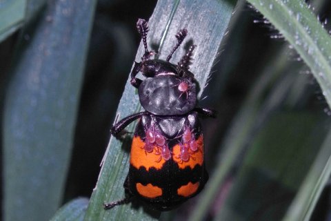 Totengräber | &copy; Leo Weltner / Kreis Nürnberger Entomologen
