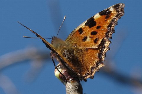 Großer Fuchs | © Leo Weltner / Kreis Nürnberger Entomologen
