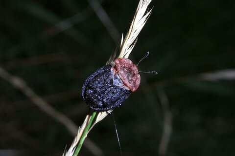 Braunhals Aaskäfer | &copy; Leo Weltner / Kreis Nürnberger Entomologen