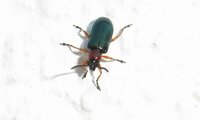 Rothalsige Getreidehähnchen | © Leo Weltner / Kreis Nürnberger Entomologen