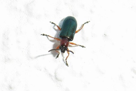Rothalsige Getreidehähnchen | &copy; Leo Weltner / Kreis Nürnberger Entomologen