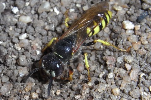 Bienenwolf | &copy; Leo Weltner / Kreis Nürnberger Entomologen