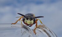 Bienenwolf | © Leo Weltner / Kreis Nürnberger Entomologen