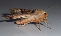 Achateule | © Leo Weltner / Kreis Nürnberger Entomologen
