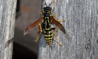Familie der Feldwespen | © Leo Weltner / Kreis Nürnberger Entomologen