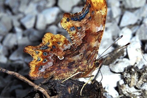 C-Falter | © Leo Weltner / Kreis Nürnberger Entomologen