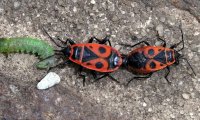 Gemeine Feuerwanze | © Leo Weltner / Kreis Nürnberger Entomologen