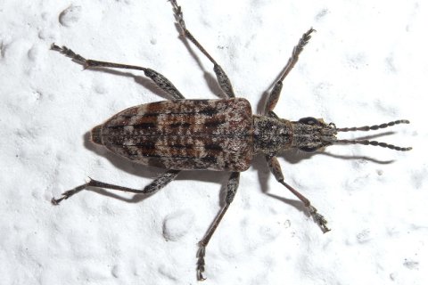 Kleiner Zangenbock | © Leo Weltner / Kreis Nürnberger Entomologen