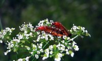 Rotgelber Weichkäfer | © Leo Weltner / Kreis Nürnberger Entomologen