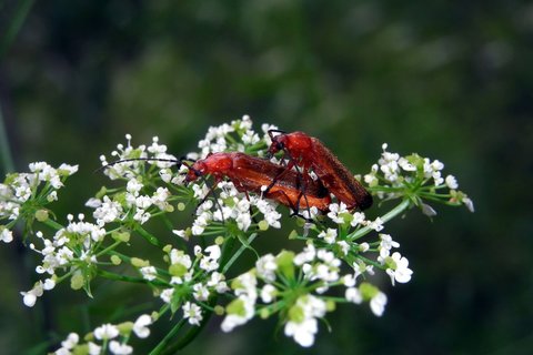 Rotgelber Weichkäfer | © Leo Weltner / Kreis Nürnberger Entomologen