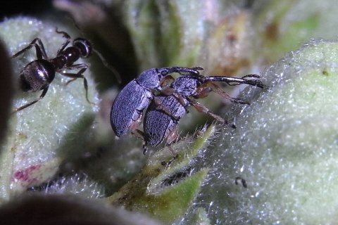 Malven-Langrüssler | © Leo Weltner / Kreis Nürnberger Entomologen
