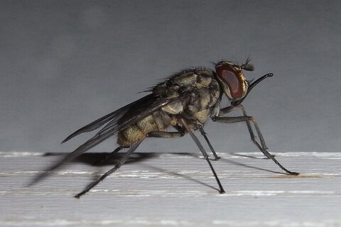 Wadenstecher | &copy; Leo Weltner / Kreis Nürnberger Entomologen