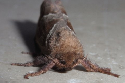 Ampfer-Wurzelbohrer | © Leo Weltner / Kreis Nürnberger Entomologen