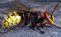 Hornisse | © Leo Weltner / Kreis Nürnberger Entomologen