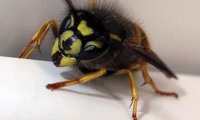 Gemeine Wespe | © Leo Weltner / Kreis Nürnberger Entomologen