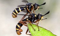 Vierstreifige Dickkopffliege | © Leo Weltner / Kreis Nürnberger Entomologen