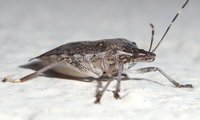 Marmorierte Baumwanze | © Leo Weltner / Kreis Nürnberger Entomologen