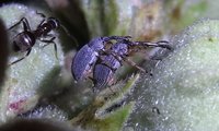 Malven-Langrüssler | © Leo Weltner / Kreis Nürnberger Entomologen