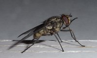 Wadenstecher | © Leo Weltner / Kreis Nürnberger Entomologen