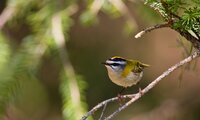 Sommergoldhähnchen | © Stefan Ott