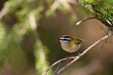 Sommergoldhähnchen | © Stefan Ott