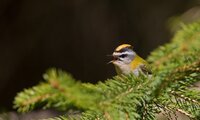 Sommergoldhähnchen beim Singen | © Stefan Ott