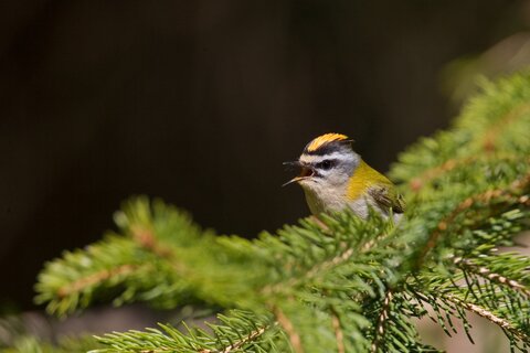 Sommergoldhähnchen beim Singen | © Stefan Ott