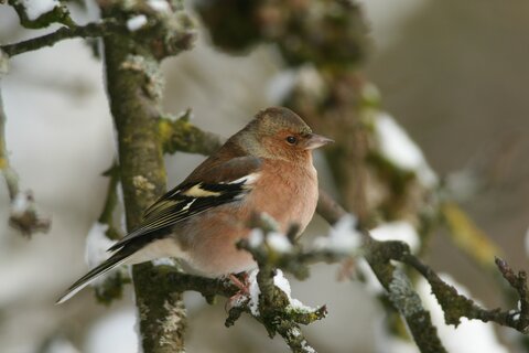 Buchfink (Männchen) | © Josef Limberger / piclease