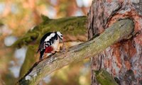 Buntspecht (Männchen) an Spechtschmiede | © Rüdiger Kaminski / piclease