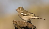 Buchfink (Weibchen) | © Jens Kolk / piclease