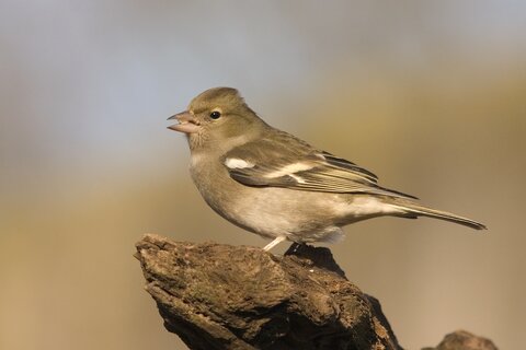 Buchfink (Weibchen) | © Jens Kolk / piclease