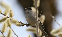 Mönchsgrasmücke (Männchen) | © Hans-Joachim Fünfstück / piclease